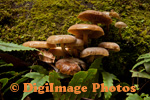 Fungi 8673